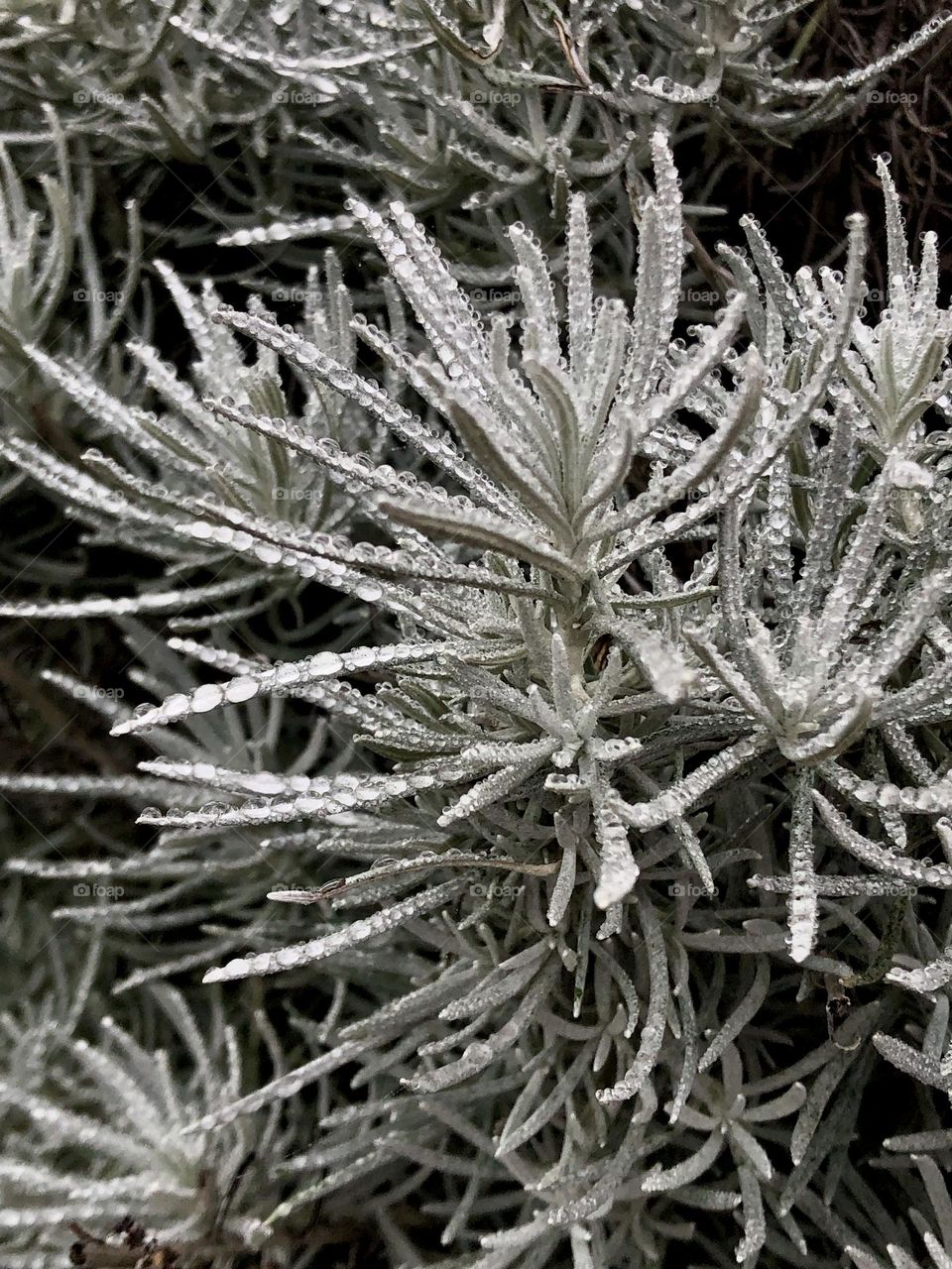 Water droplets on a white plant 