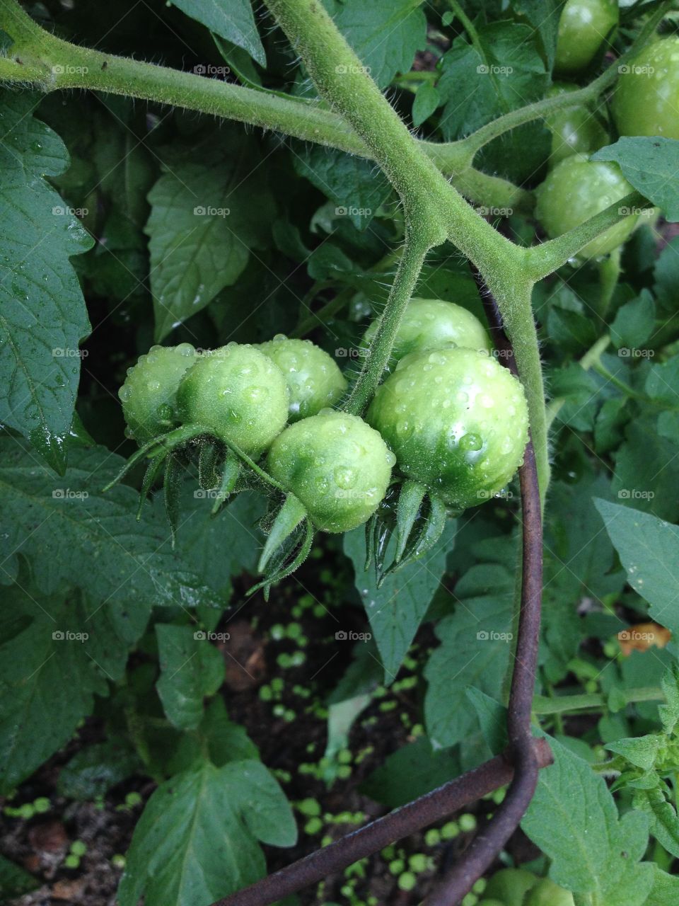 Tomatoes on the vine after a summer rain. 