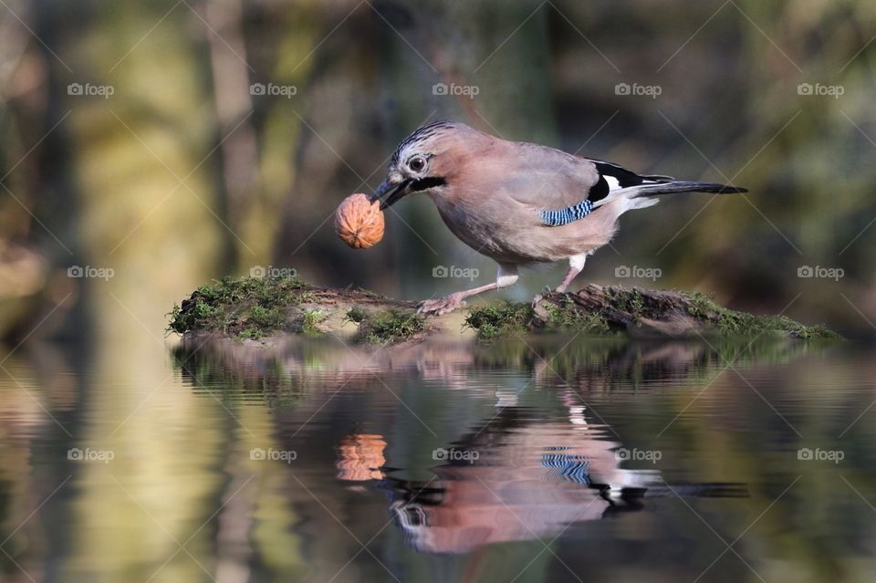 fay bird with a walnut on a pond ; clear picture very close up taken photo. 