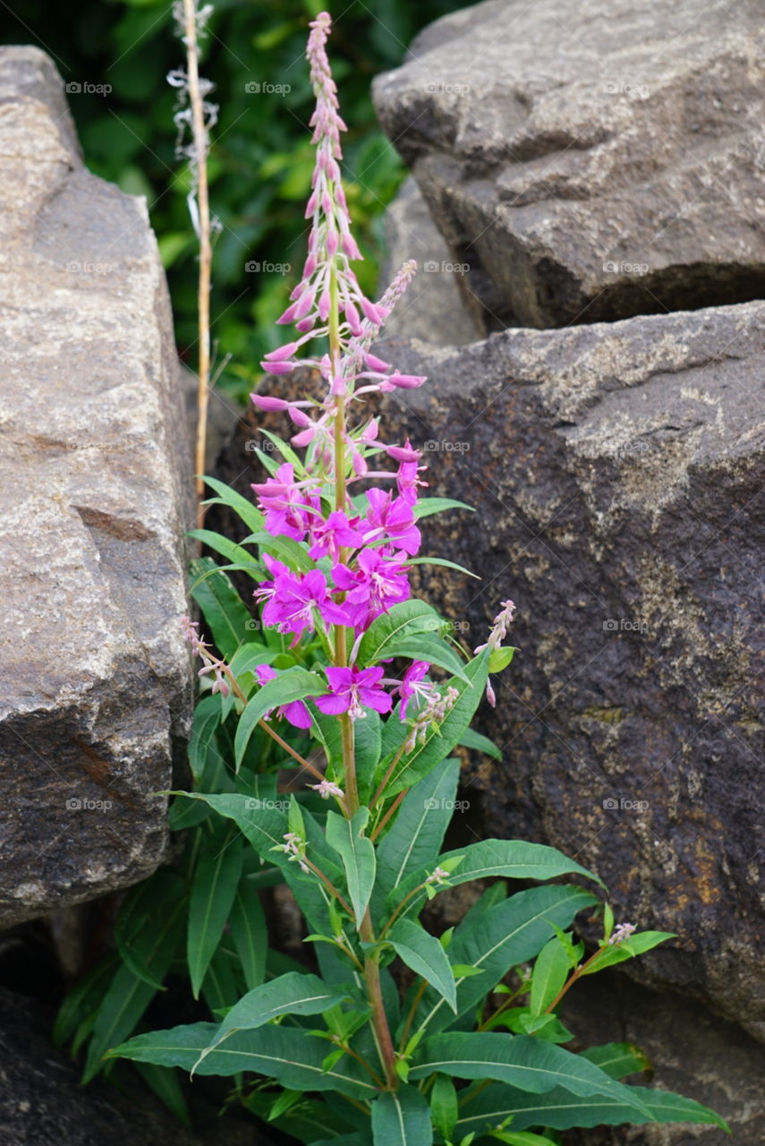 Fireweed. A beautiful flower in the far North
