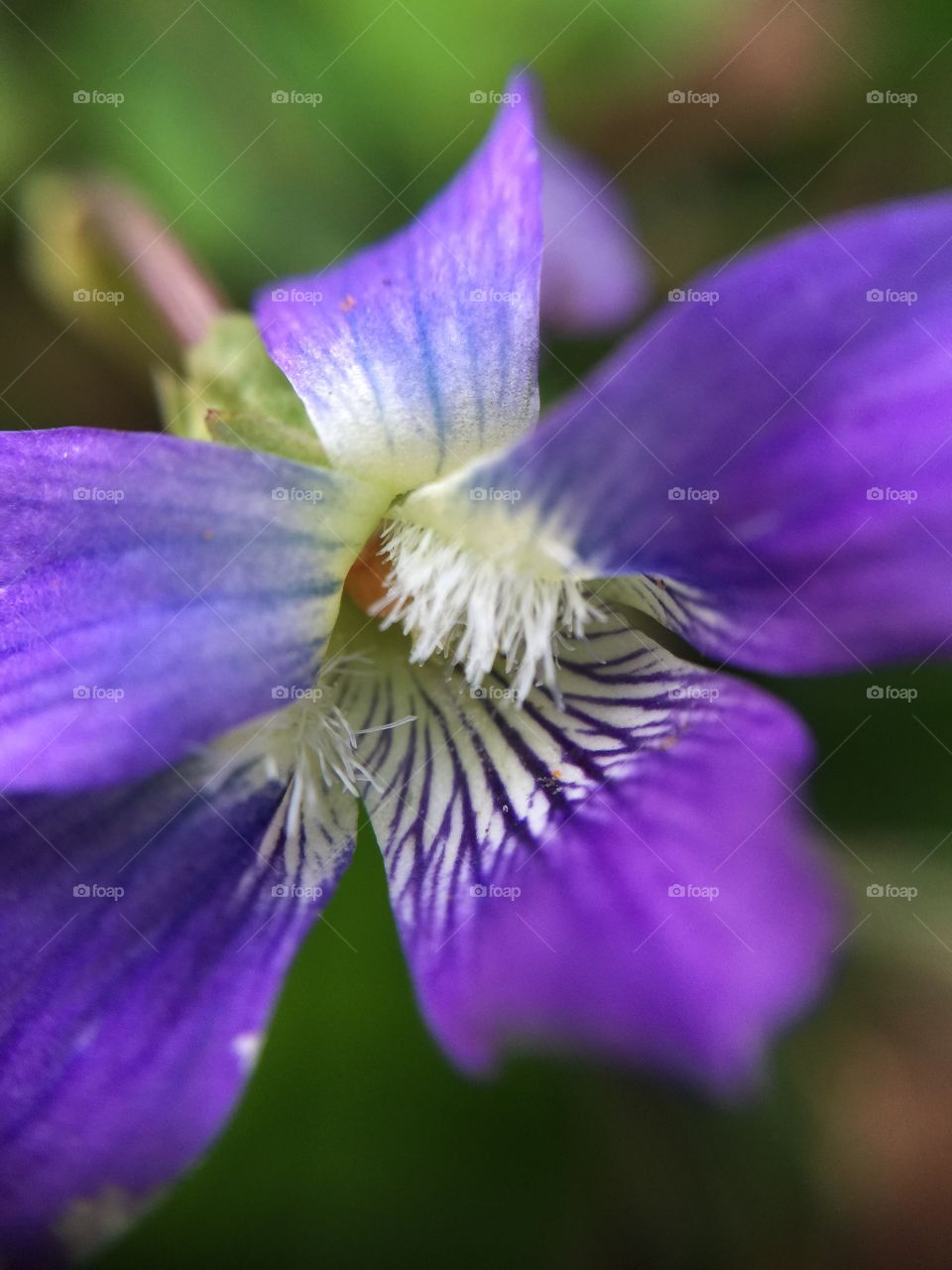 Macro violet flower