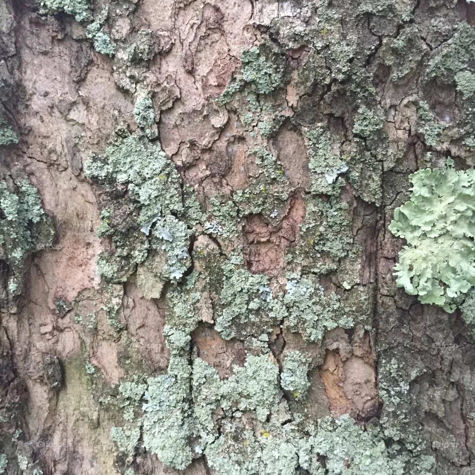 Trunk