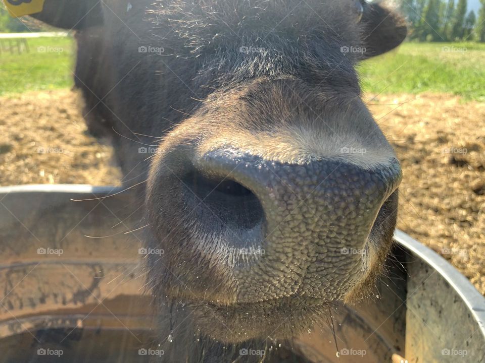 Bison nose 