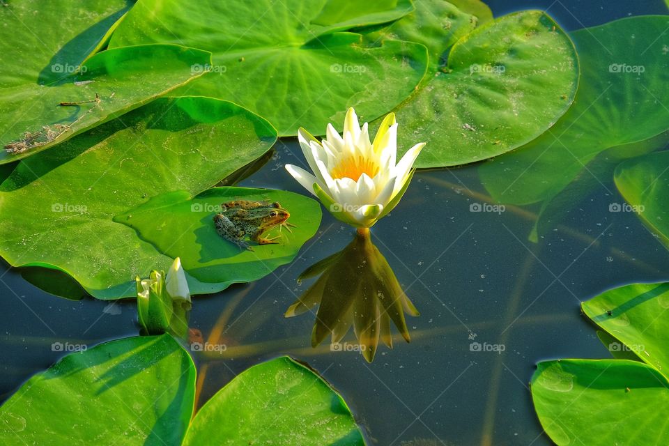 Frog sitting on a leaf of water lily