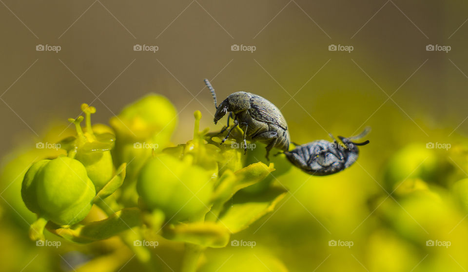 Kama Sutra for beetles