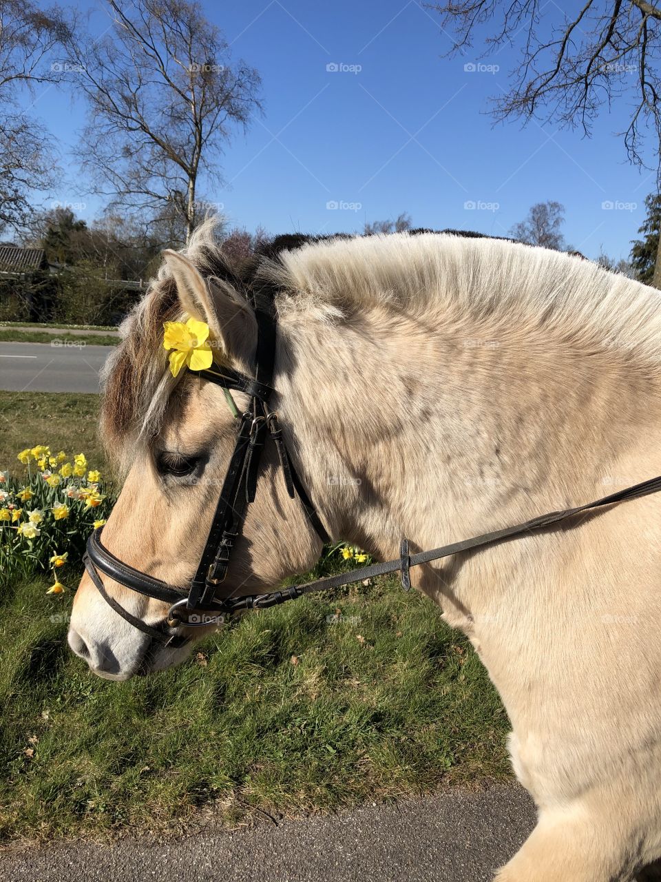 Malthe Easter pony