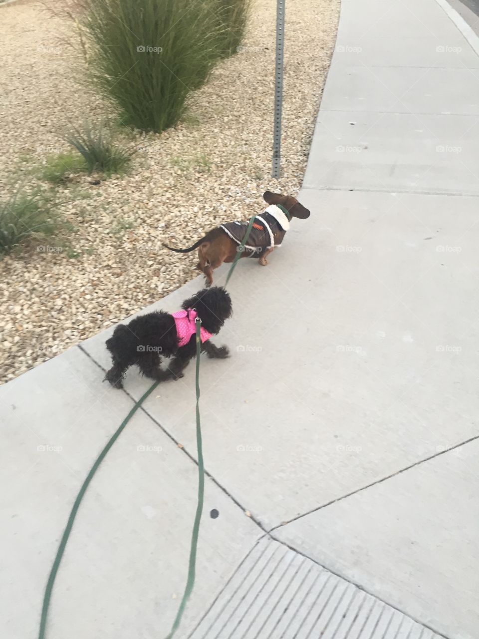 Pinky the pikapoo, and Peck the dachshund (an inseparable canine couple) go for a morning walk with their owner.