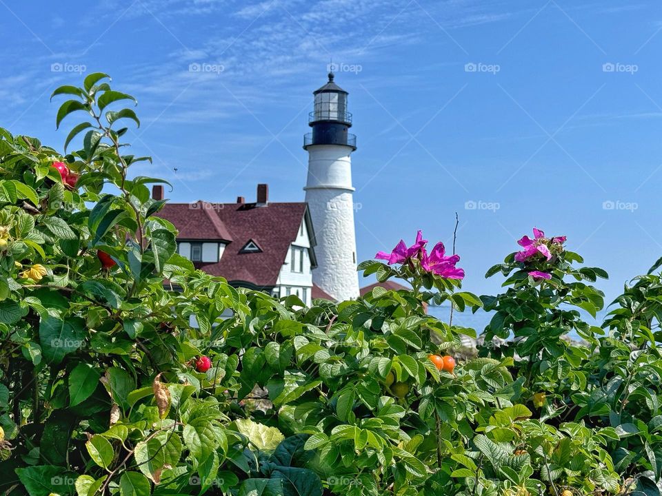 Lighthouse with flowers in the foreground 