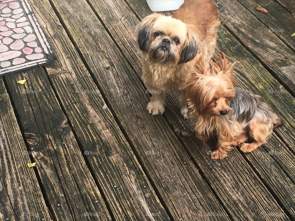 Yorkie & shih tzu