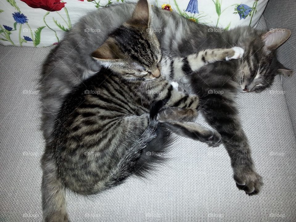 Two of our three cats Leo and Tusse. Both had a rough start living outdoors and not being cared for. We have adopted all cats and they are adorable both to people and to each other. 😻😻😻😻😻