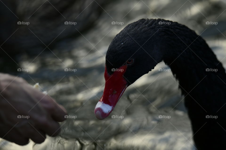 Cisne negro