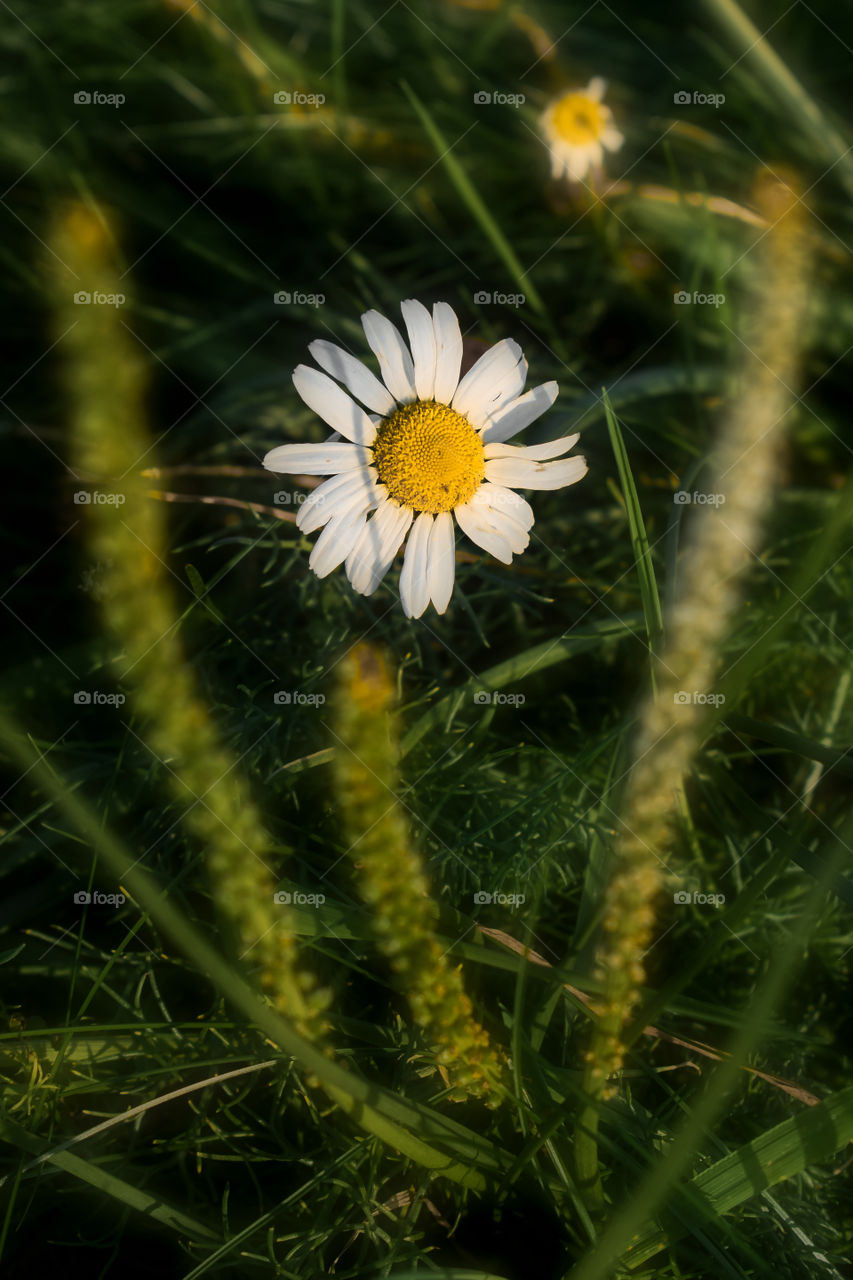 Delicate white flower in the field under sunlight