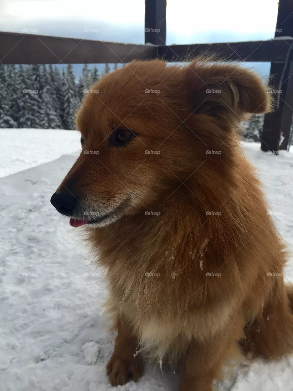Dog