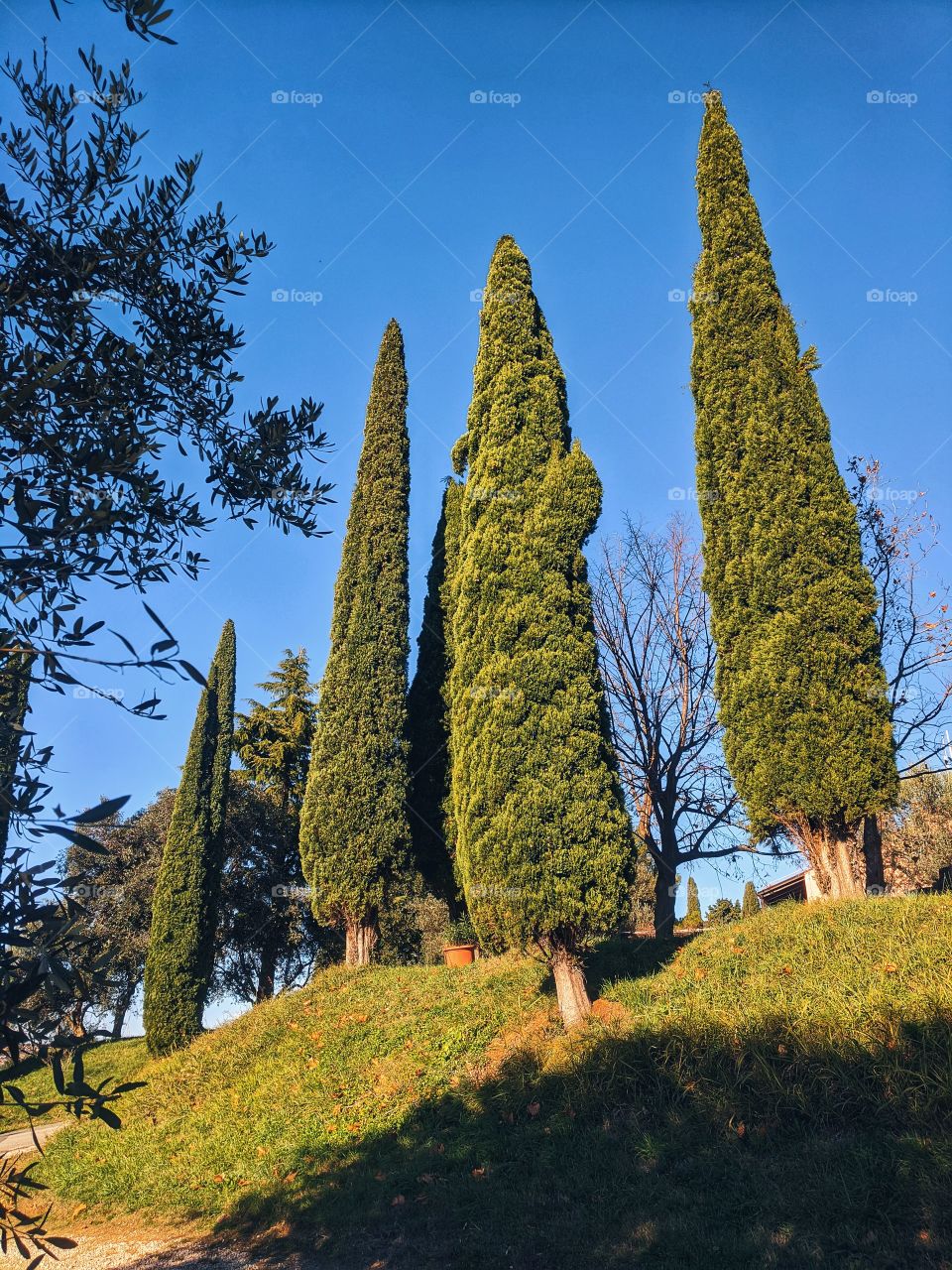 Scenic view of the autumn forest of green pines trees.