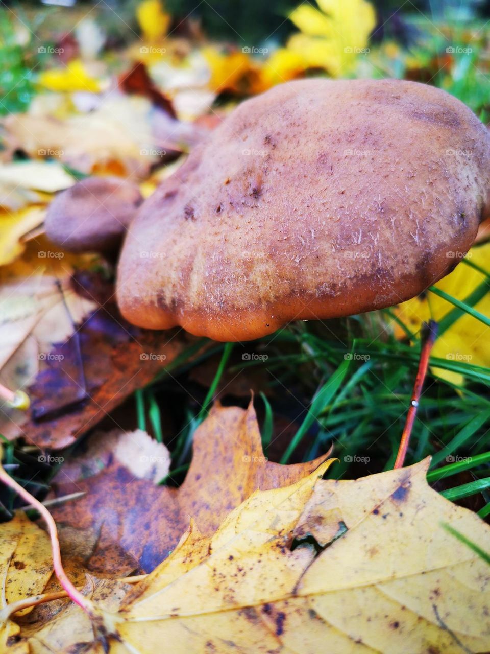 Autumn mushrooms