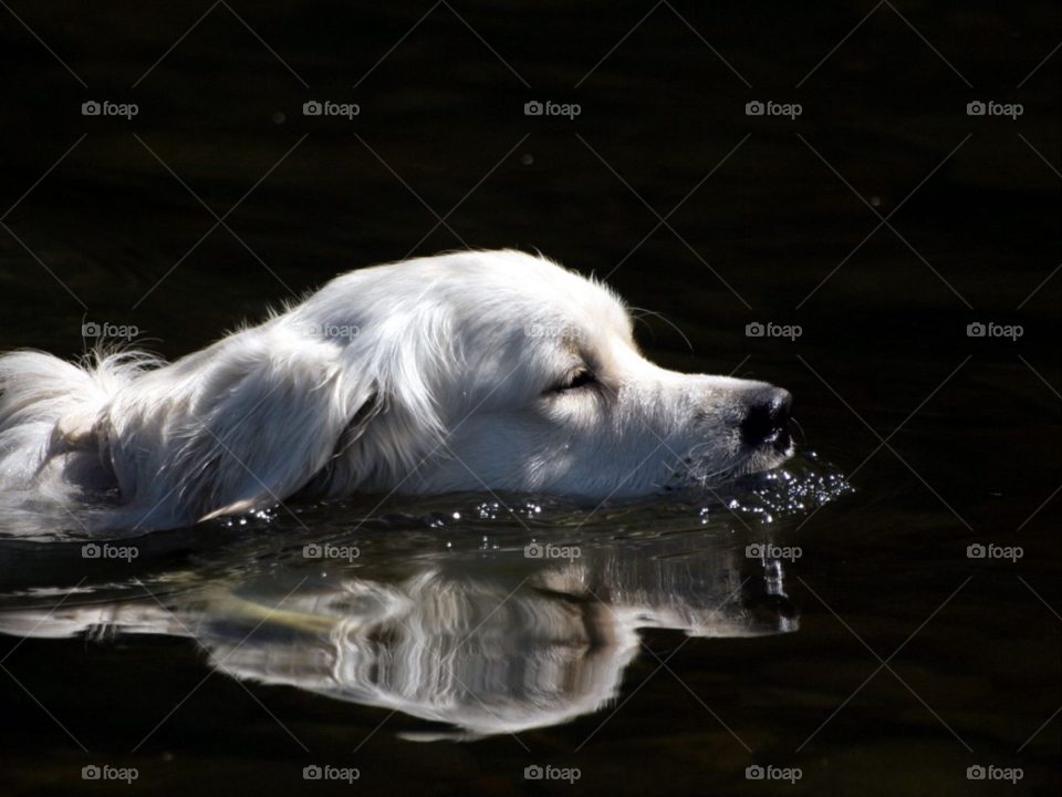 Dog, swimming, water 💦