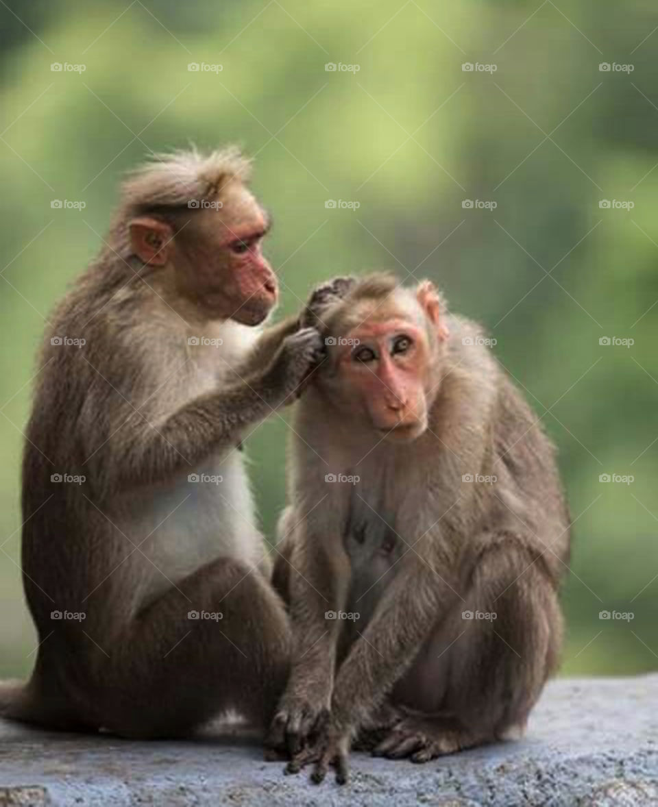 Close-up of two monkeys