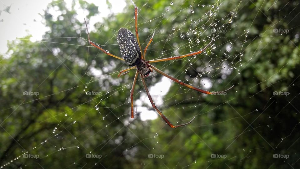 Spider, rainforest