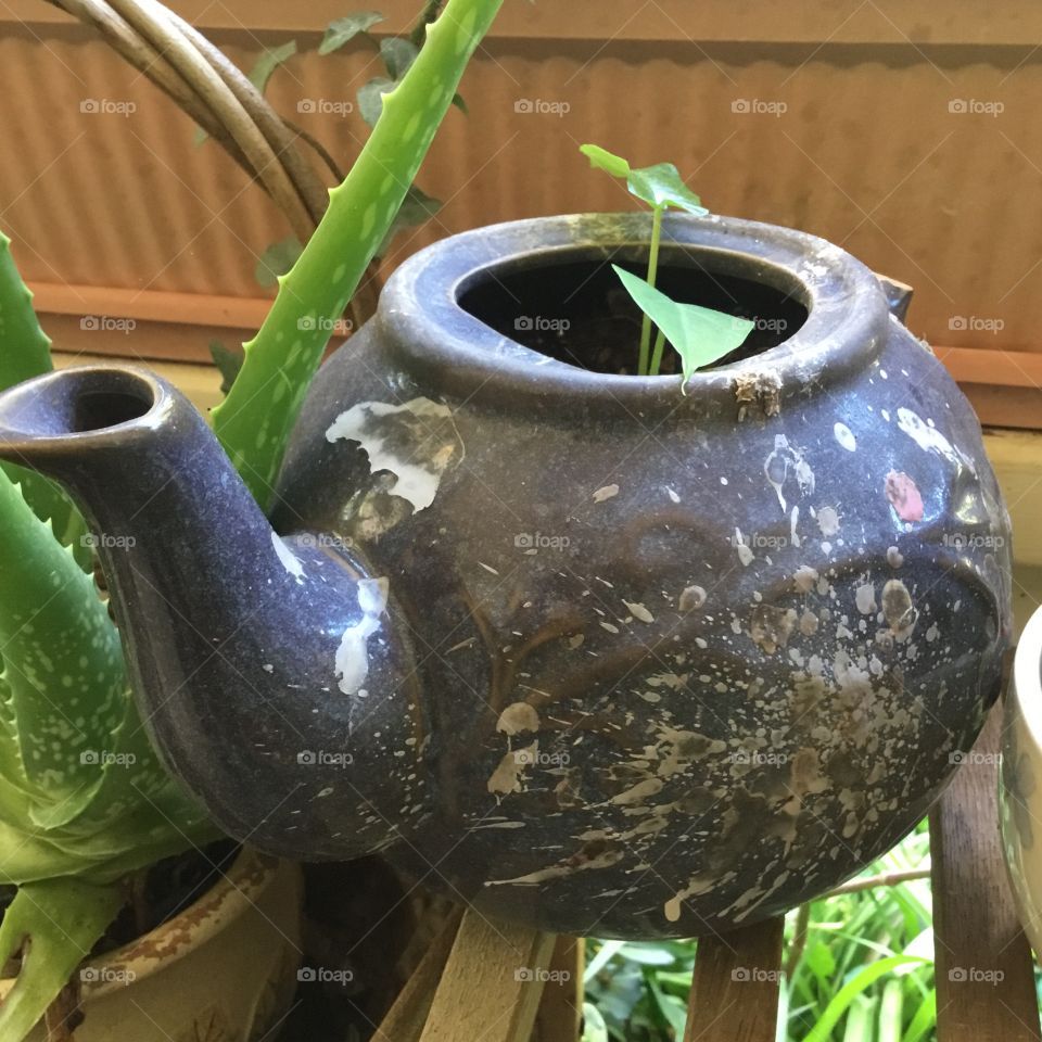 Plant in a ceramic tea pot