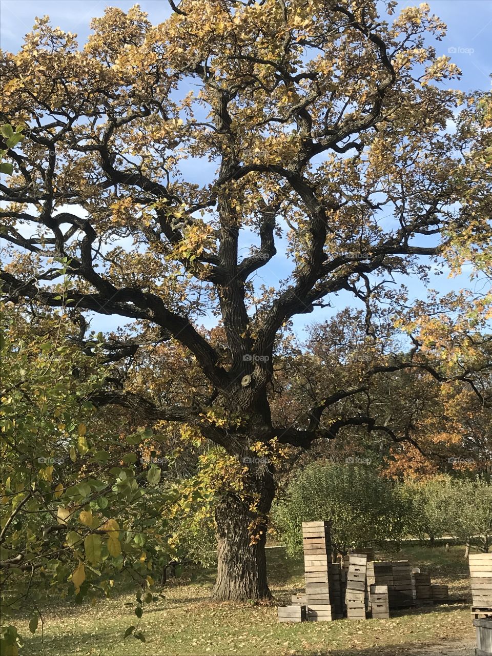 Orchard scenery