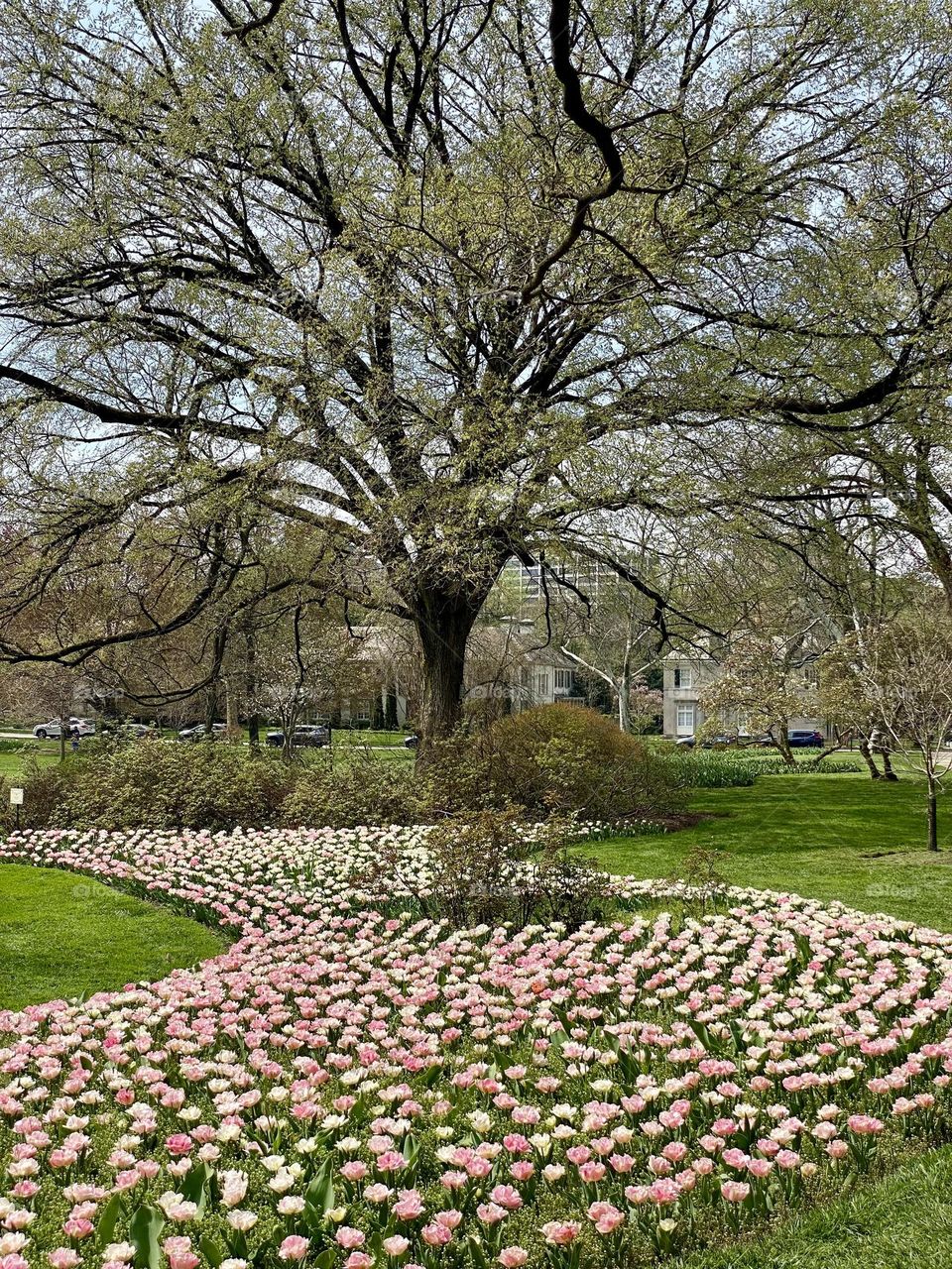 A garden with a bed full of pink and white tulips