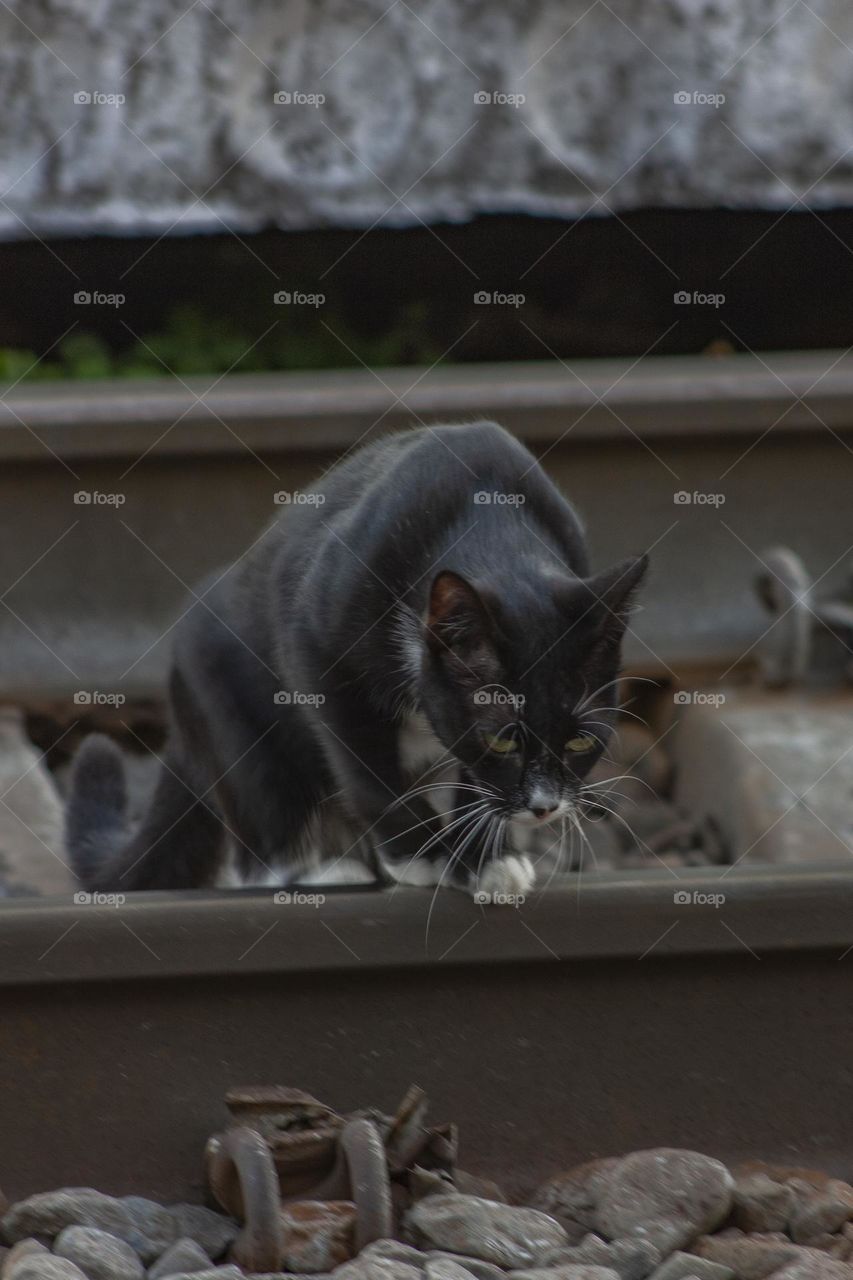 Black cat crossing railway 🥹