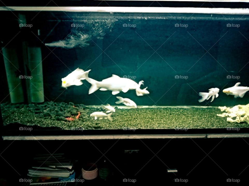 white fishes in the fish tank