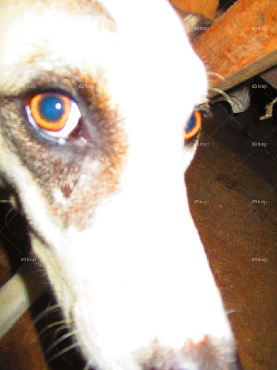 dog eye