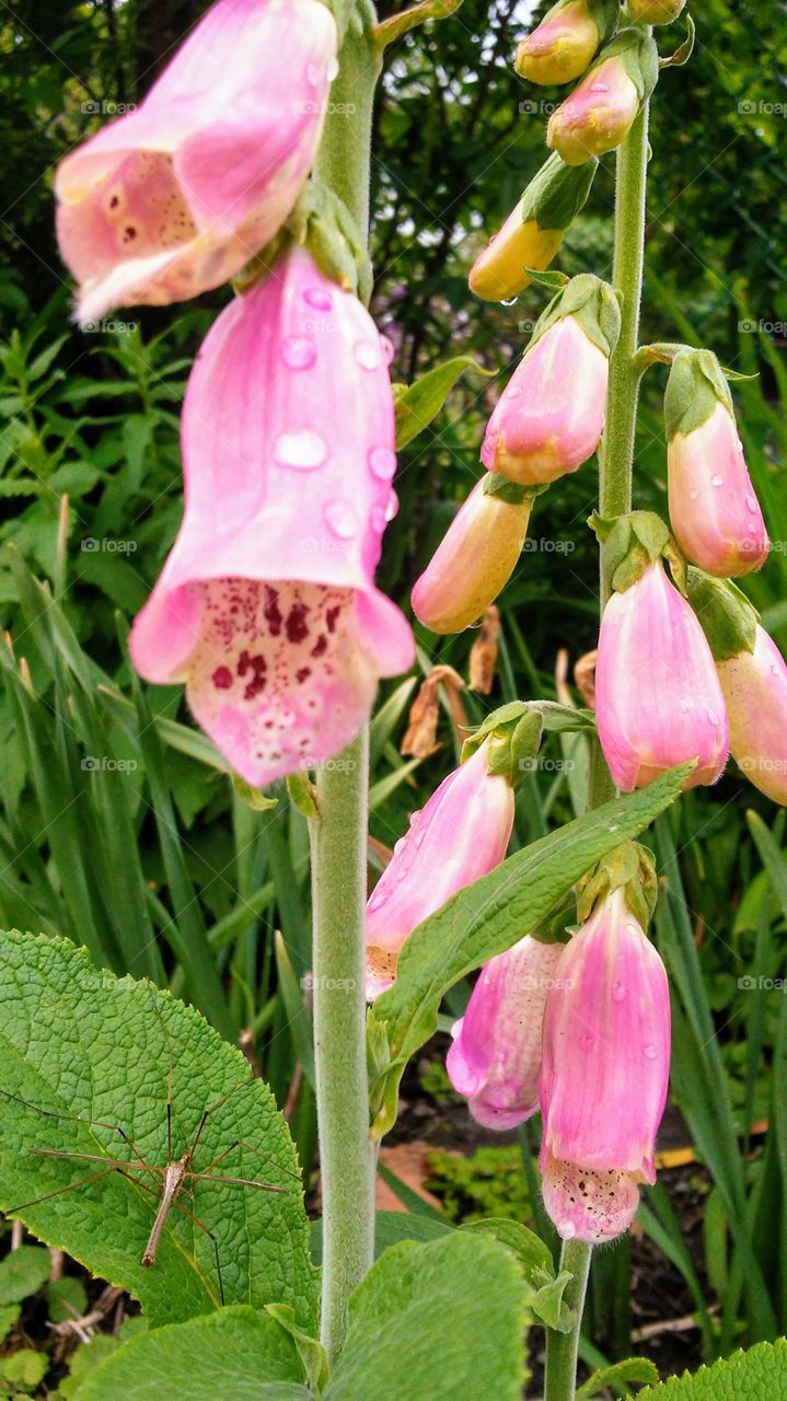 spring. flowers. beauty