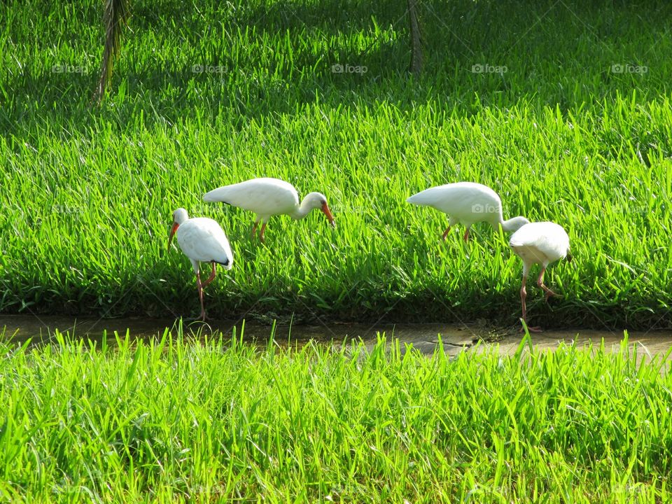white egrets. White egrets in Florida lawn
