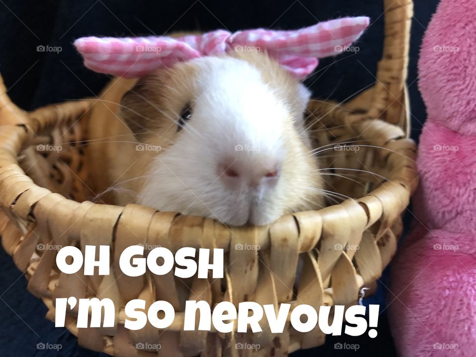 I’m nervous guinea pig