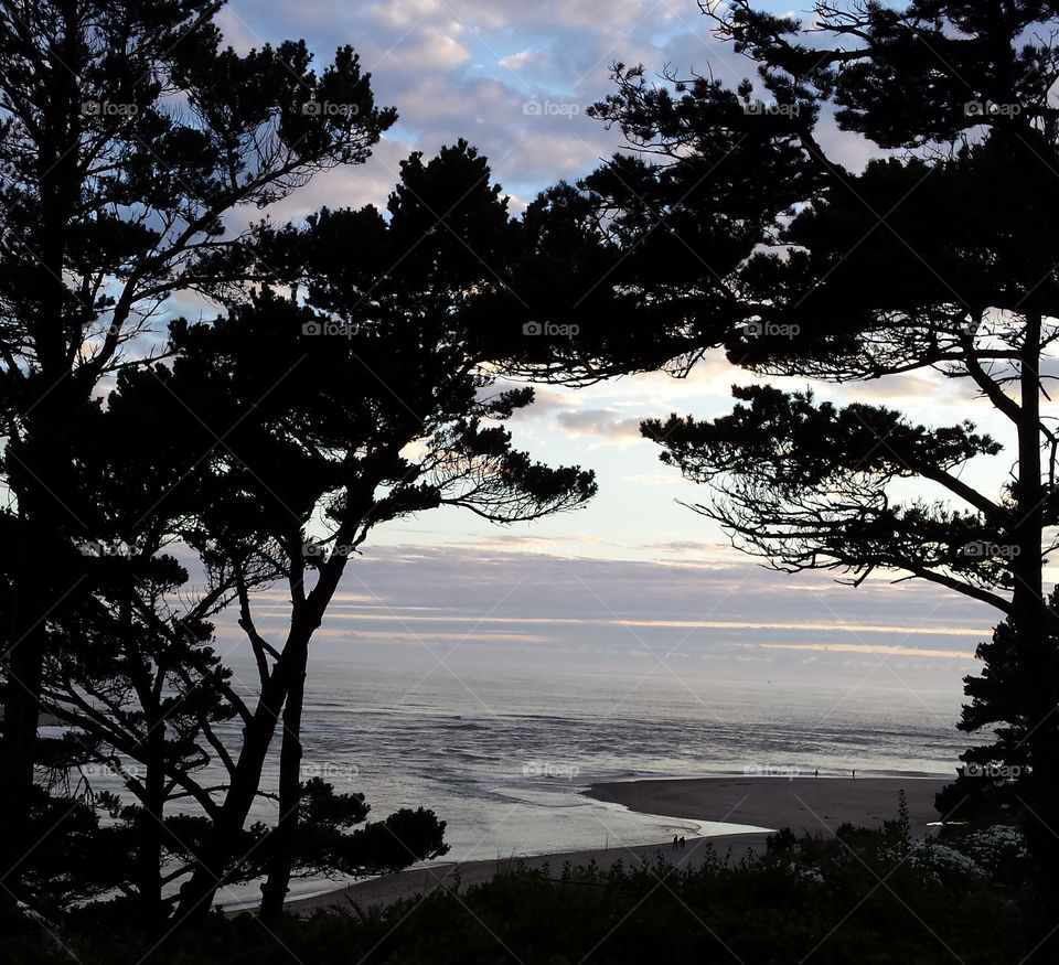 Tree, Landscape, Water, No Person, Dawn