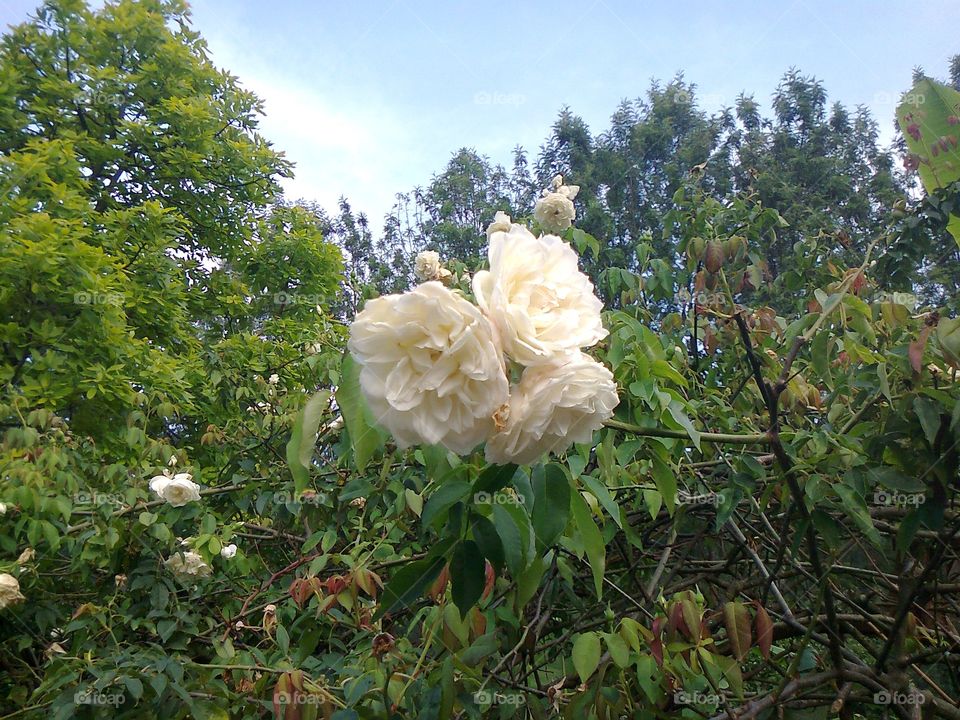 White rose