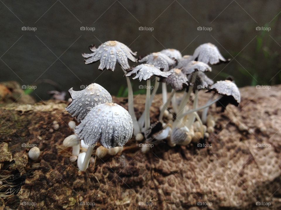 Mushroom. White mushroom grow on my garden