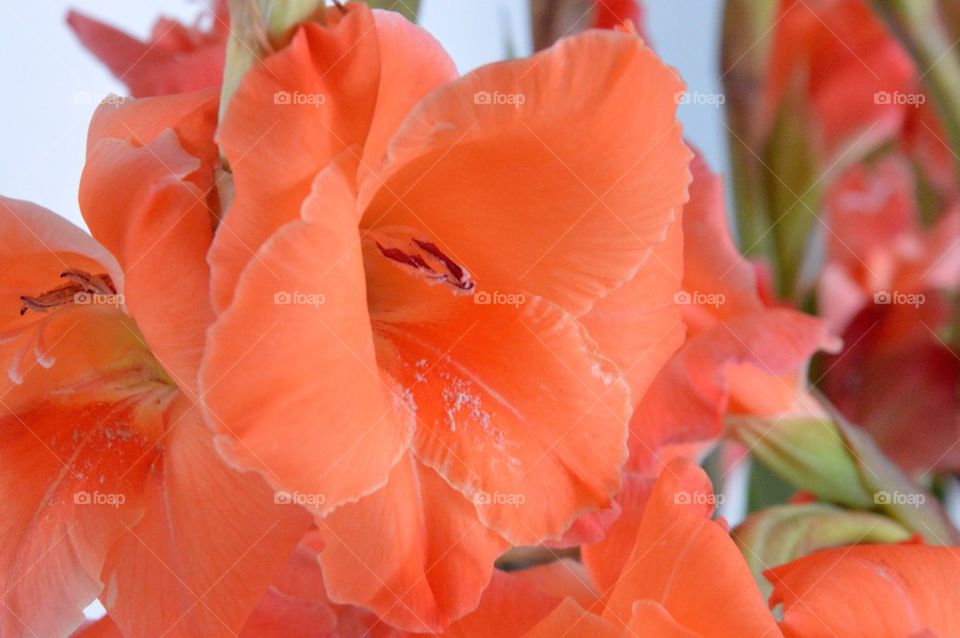 Orange flower