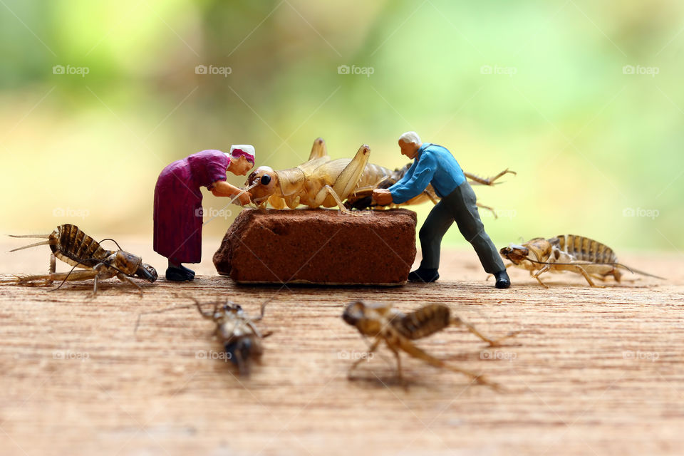 Miniature Figure clean up cricket shedding exoskeleton