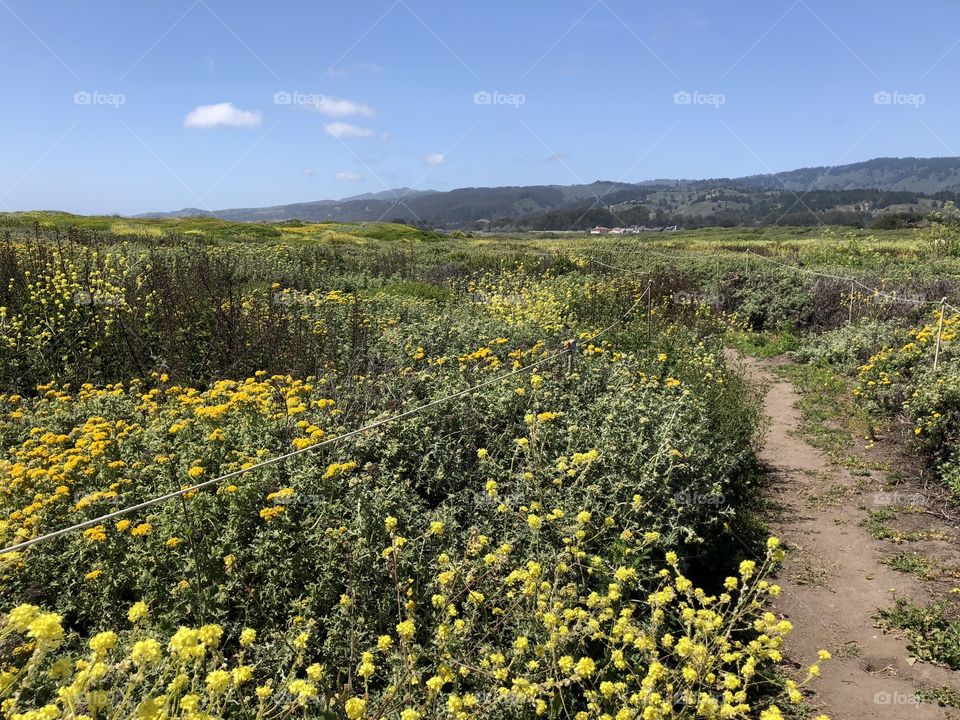 Path through the bluffs 