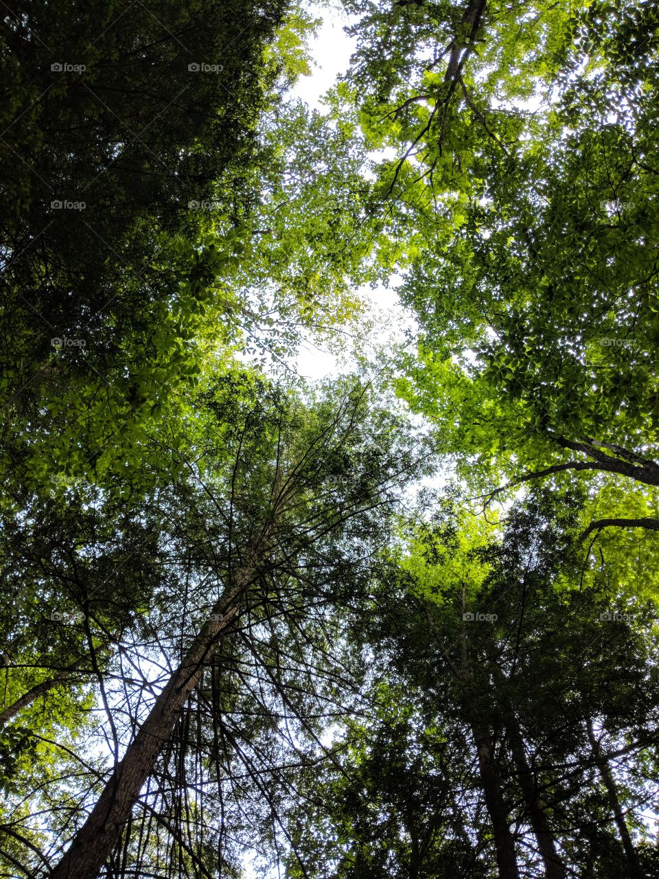 Beautiful multi-green forest canopy top.