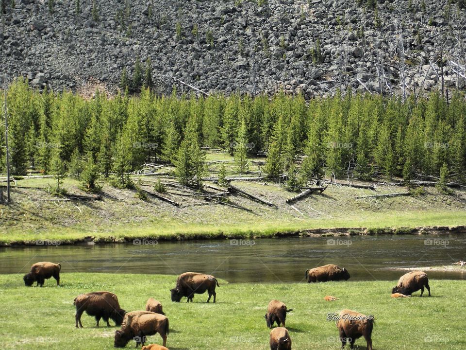 That time we stopped for lunch in the rv @yellowstonenps . . . and watched the buffalo as we ate. They had taken over the highway near the bacterial mat, and people were stuck for hours. Thankfully, being in a motor home we had a restroom for the 7 of us, kitchen, beds and goodies. I could watch them for hours. @gorving is the only way to travel. #travelchanel #travelphotography #natgeoit #naturephotography #natgeo #natgeotravel #yellowstone #landscapephotography #nps #nationalparks #vacation #summer2k13