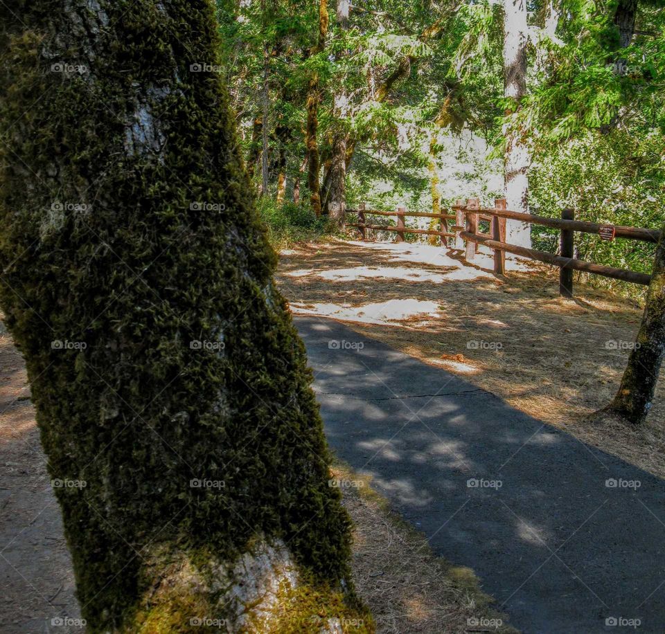 Enchanting Moss Covered Trees Line Pathway "Moss Envy"