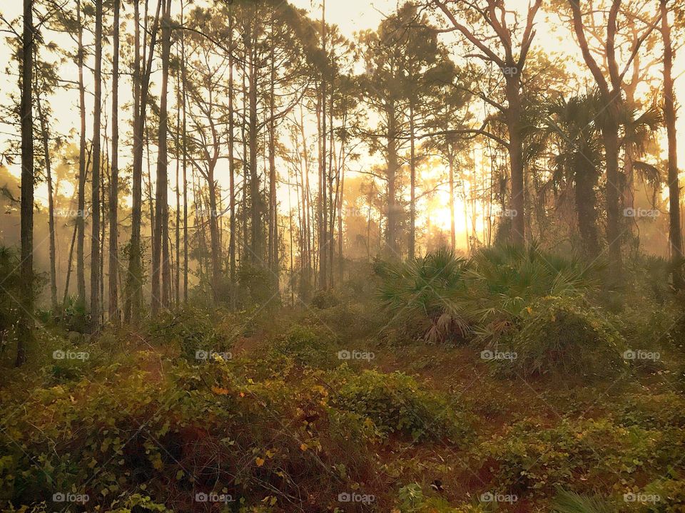 Foggy sunrise in the forest.