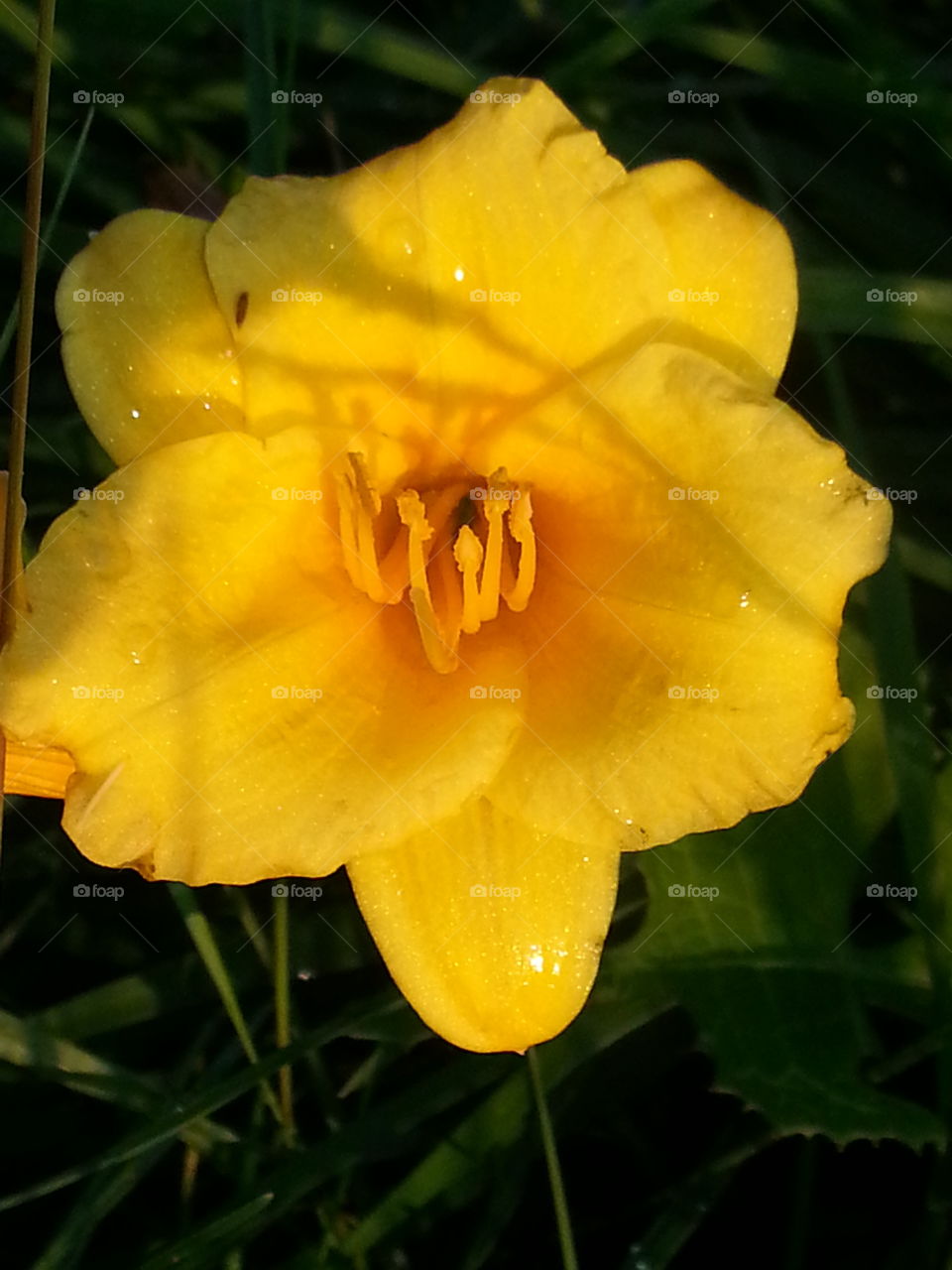 yellow flower