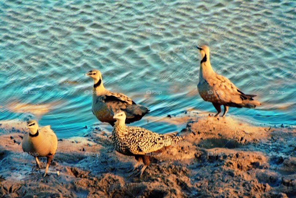 Birds in water 