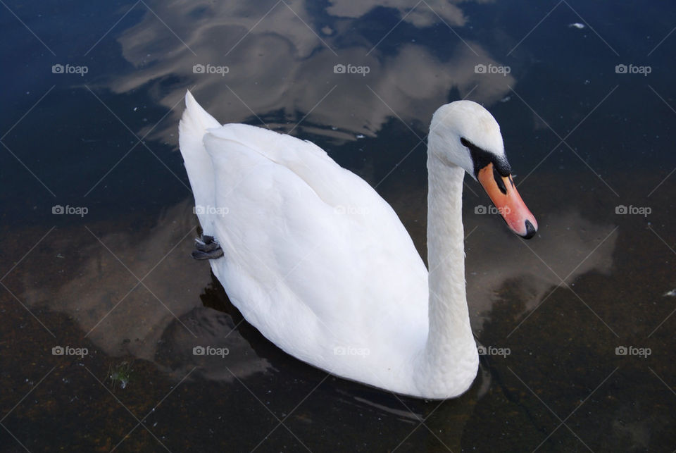 white pond lake swan by megas