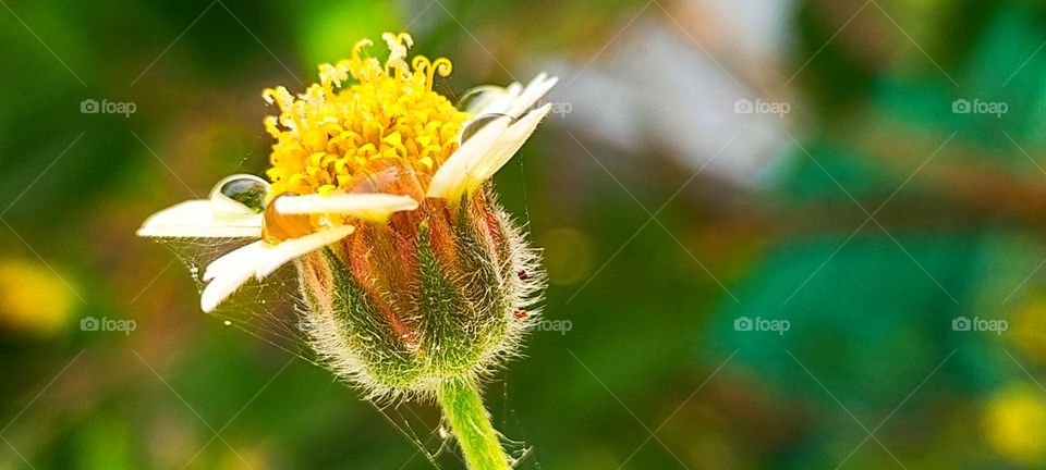 Tridox flower looking great in close up shot.