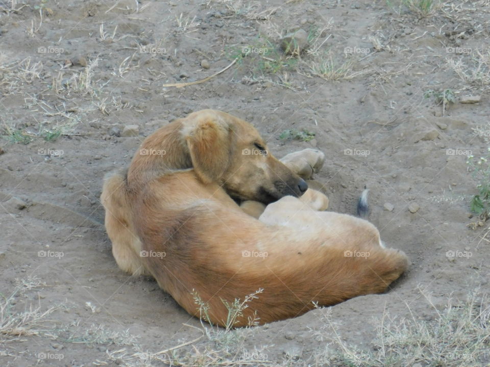 Sleeping dog on ground in India.