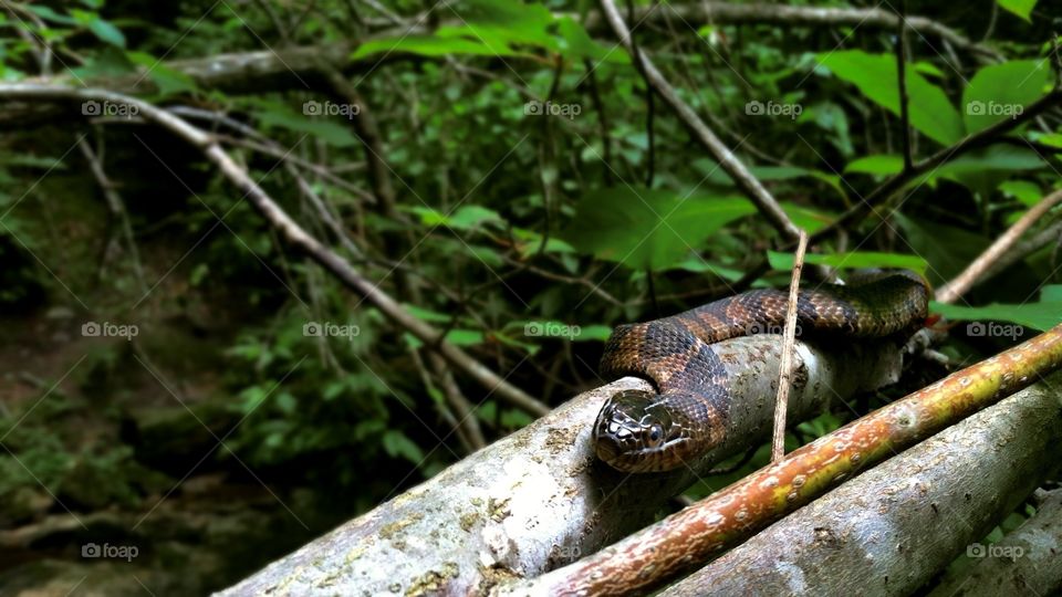 Water snake by the creek