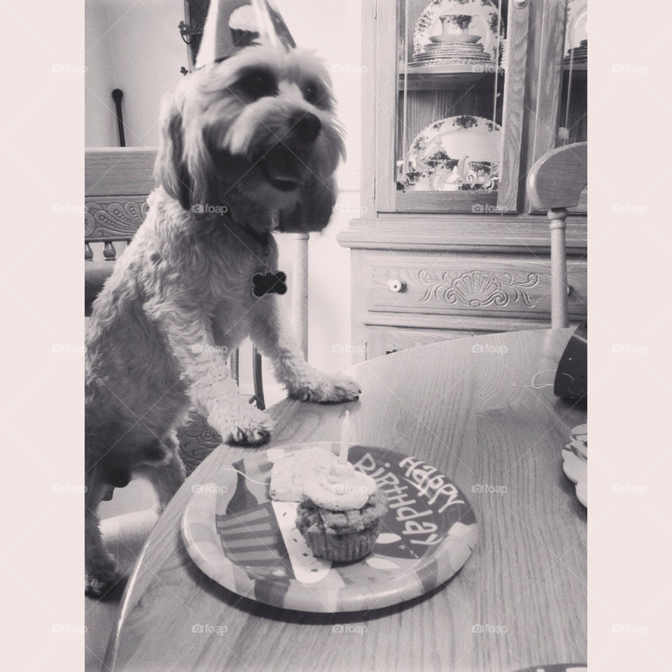birthday party happy dog by sarahtonin_