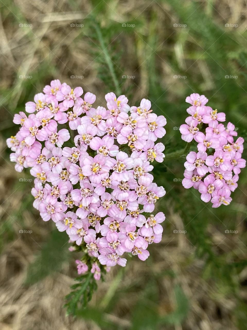 Yarrow