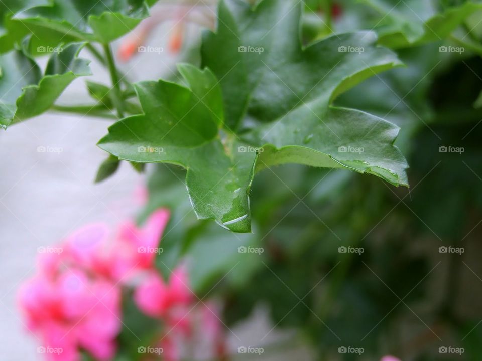 drops on leaf
